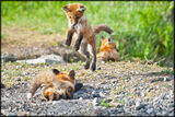 Fox Kit Leap, Toronto, Ontario