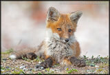 Fox Kit after wrestling match with siblings, Toronto, Canada