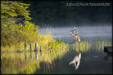Great Blue Heron, Muskoka, Ont. Canada