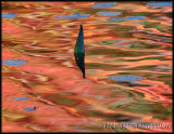 Autumn Reflection-Kawartha Lakes, Canada