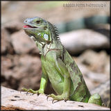 St Martin Lizard