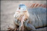 St Martin Lizard 2