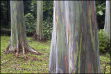 Eucalyptus Tree, Maui, Hawaii