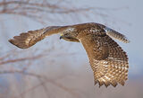 Red Tail Hawk in Flight