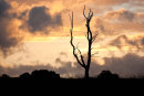 Cannock Chase 4865