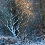 Cannock Chase Fine Art Winter Tree Series cc7988a