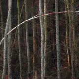 Cannock Chase Fine Art Winter Tree Series cc7989