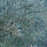 Cannock Chase Fine Art Winter Tree Series cc8015