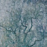 Cannock Chase Fine Art Winter Tree Series cc8073