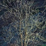 Cannock Chase Fine Art Winter Tree Series cc8082