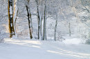 Cannock Chase cc0250