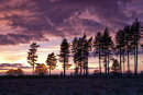 Cannock Chase cc2691