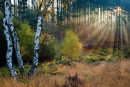 Cannock Chase cc3775