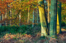 Cannock Chase cc3884
