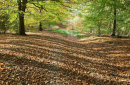 Cannock Chase cc4491