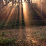 Cannock Chase cc6472