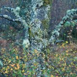 Trees WS 0972