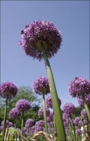 Alium Glory