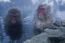 Always Curious, Japanese Macaque's