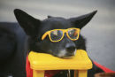 Cool Dog.