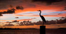 Egret Sunset