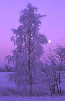 Finnish Dawn 2