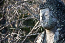 Face of Buddha