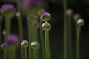 Alium Pods.