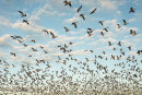 Snow Geese