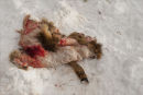 Wolf Kill
