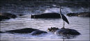African Blue Heron on hippo.