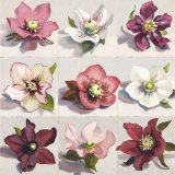 Nine Hellebores 2 SOLD