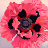 Large Pink Oriental Poppy SOLD