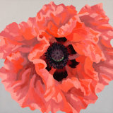 Large Coral Oriental Poppy SOLD