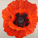 Large Red Oriental Poppy SOLD