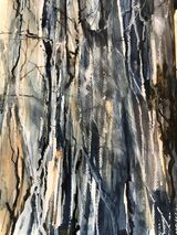 Winter silver birch in Edinburgh Silver birch wood