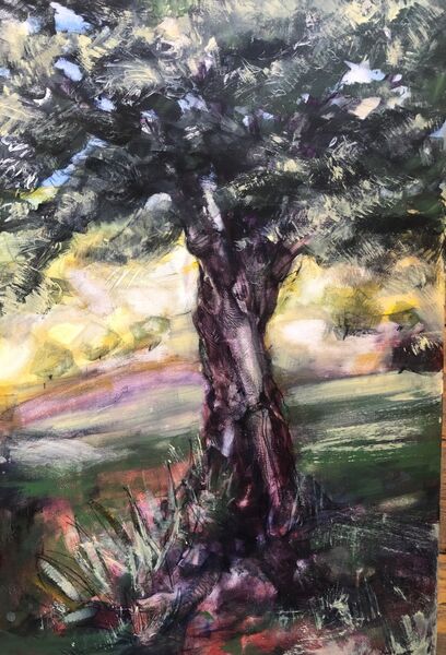 Old olive tree at Finca Bonita