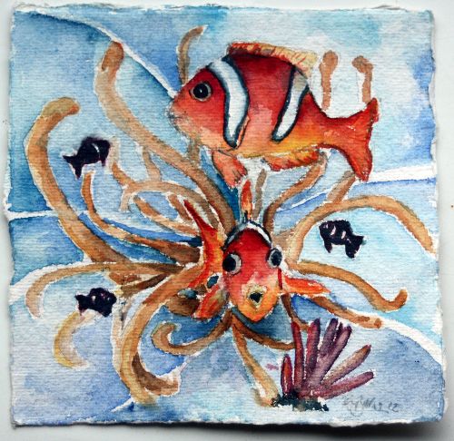 Anenomie Clown Fish