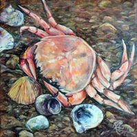 Little Crab pink crab, on the beach, shells and sand