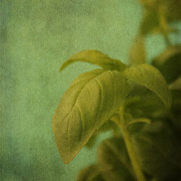 Botanic