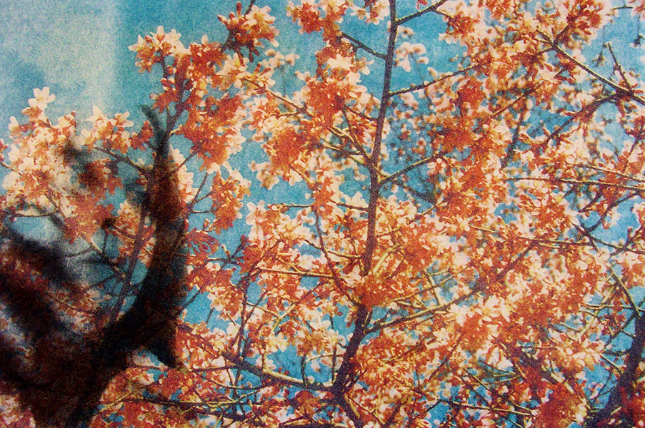 Van Gogh Blossoms