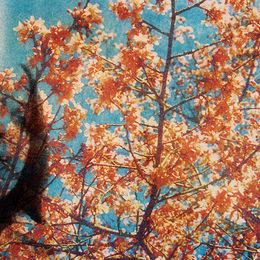 Van Gogh Blossoms