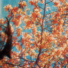 'Van Gough Blossoms', Giclée print on Fine Art Paper
