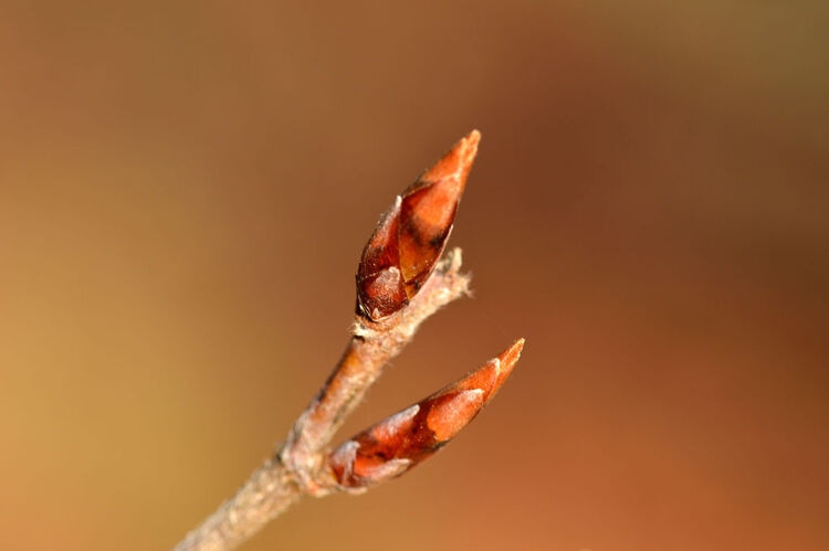 Beech Buds