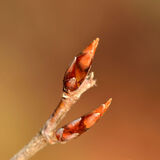Beech Buds
