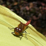 Male Common Red Darter