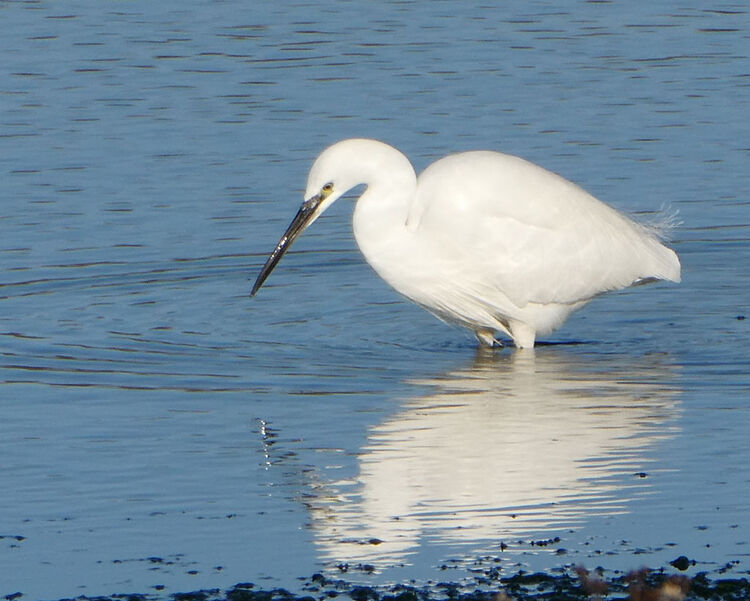 Little Egret