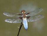 Male Broad-bodied Chaser Dragonfly