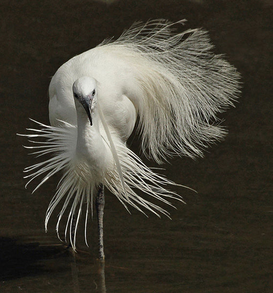 101 Little Egret
