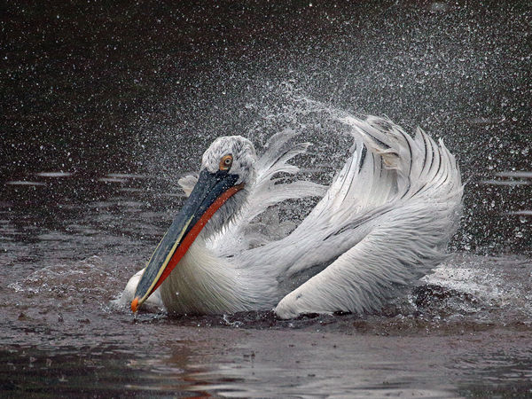 120 Dalmation Pelican